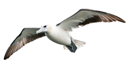 Albatross in flight isolated on white background

