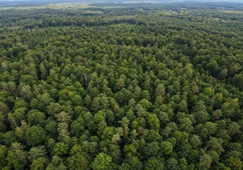 green forest landscape