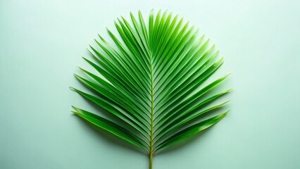 Minimalist Tropical Palm Leaf Background - Simple Summer Vibe Stock Photo