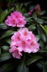 rhododendron. pink buds of rhododendron flowers in the sun against a background of green foliage. beautiful natural background. summer flowers close-up. delicate bud. petals. summer landscape. macro