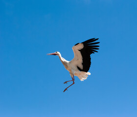A stork approaches the nest to land