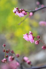 ピンク色の梅の花　神戸市東灘区の公園で撮影