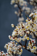 白い梅の花を暗い背景から浮かび上がらせて撮影