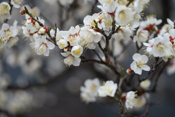 Obraz premium 白い梅の花を暗い背景から浮かび上がらせて撮影