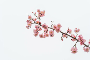 ピンク色の梅の花　神戸市東灘区の公園で撮影