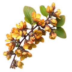 Barberry Flower isolated on transparent backgroun