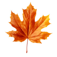 Obraz premium autumn leaf isolated white and transparent background