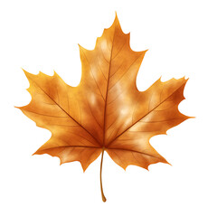 Obraz premium autumn leaf isolated white and transparent background
