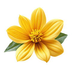 Fototapeta premium Bidens Flower isolated on transparent background