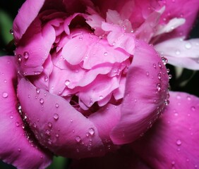 pink pion with water drops