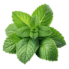 fresh mint leaves on a transparent background