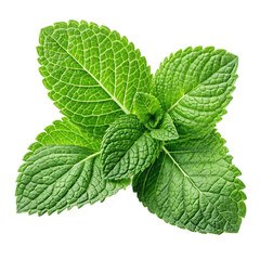 fresh mint leaves on a transparent background