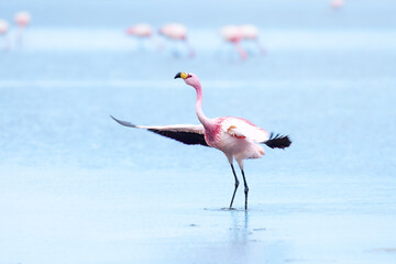 James flamingo (Phoenicoparrus jamesi) in Laguna Colorada (Red Lagoon), Eduardo Avaroa Andean Fauna nature reserve, Bolivia. © Miroslav Srb