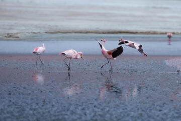 James flamingo (Phoenicoparrus jamesi) in Laguna Colorada (Red Lagoon), Eduardo Avaroa Andean Fauna nature reserve, Bolivia.