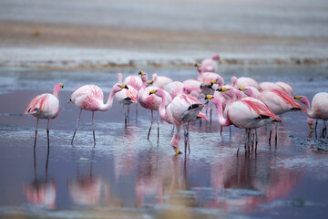 James flamingo (Phoenicoparrus jamesi) in Laguna Colorada (Red Lagoon), Eduardo Avaroa Andean Fauna nature reserve, Bolivia.