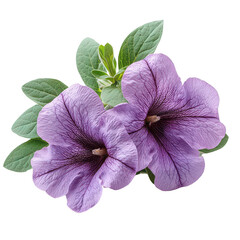 Calibrachoa Flower isolated on transparent background