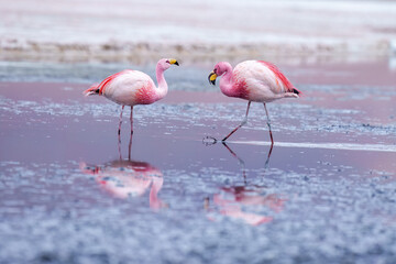 James flamingo (Phoenicoparrus jamesi) in Laguna Colorada (Red Lagoon), Eduardo Avaroa Andean Fauna nature reserve, Bolivia.