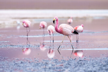 Andean Flamingos (Phoenicopterus andinus), Laguna Colorada, Eduardo Avaroa National Reserve, Bolivia