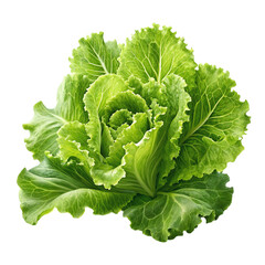 fresh green lettuce on a transparent background