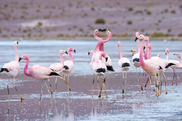 Andean Flamingos (Phoenicopterus andinus), Laguna Colorada, Eduardo Avaroa National Reserve, Bolivia