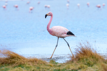 Andean Flamingos (Phoenicopterus andinus), Laguna Colorada, Eduardo Avaroa National Reserve, Bolivia