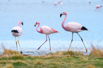 Andean Flamingos (Phoenicopterus andinus), Laguna Colorada, Eduardo Avaroa National Reserve, Bolivia