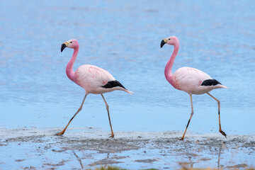 Andean Flamingos (Phoenicopterus andinus), Laguna Colorada, Eduardo Avaroa National Reserve, Bolivia