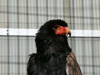 動物園で飼育されているダルマワシ