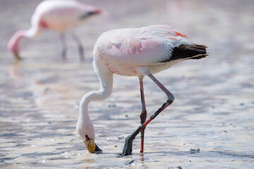 James flamingo (Phoenicoparrus jamesi) in Laguna Colorada (Red Lagoon), Eduardo Avaroa Andean Fauna nature reserve, Bolivia. © Miroslav Srb