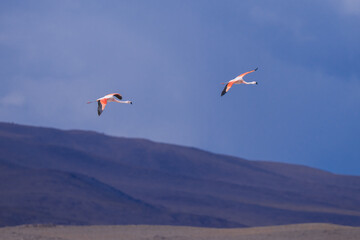 Chilean Flamingo Phoenicopterus chilensis, Widespread and often numerous; found at shallow lakes and lagoons from the high Andes to Patagonian steppe and even in coastal waters. 
