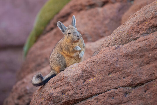 Close-up portrait of Southern Viscacha, (Lagidium viscacia) , looks like a crossing of hare and Chinchilla and lives in the higher altitudes of the Andes, alti plano in Chile, Argentina and Bolivia