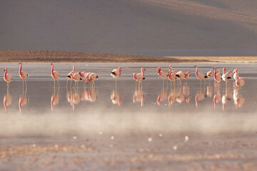 Fototapeta premium Pink flamingos at exciting lagona colorada scenery in Bolivia, South America
