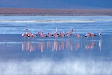 Naklejka premium Pink flamingos at exciting lagona colorada scenery in Bolivia, South America