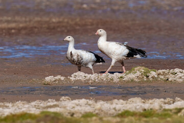 The Andean goose (Neochen melanoptera) is a member of the duck, goose and swan family Anati, over laguna Colorada.