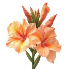 Canna Flower isolated on transparent background