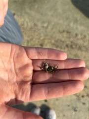 holding a crab