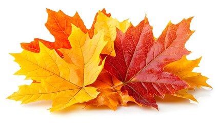 Fototapeta premium Colorful autumn maple leaves pile, white background, fall season, nature photography, seasonal design