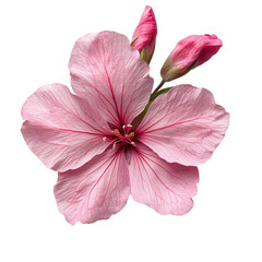 Clarkia Flower isolated on transparent background