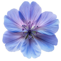 Cichorium Flower isolated on transparent background
