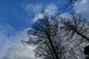 青空と大自然の中で見上げた冬の大木