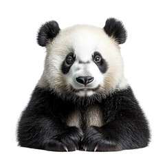 Fototapeta premium Panda isolated on transparent background, PNG