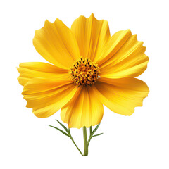 Obraz premium Coreopsis Flower isolated on transparent background