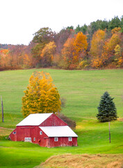 Red New England barn in green field with autumn colors