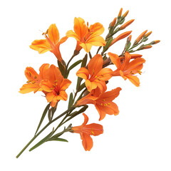 Crocosmia Flower isolated on transparent background