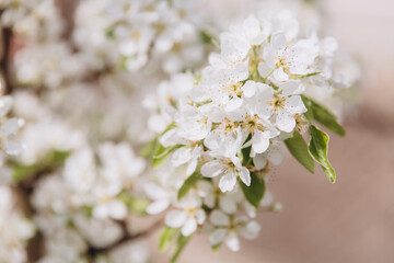 Fototapeta premium White flowers blooming on branch in spring