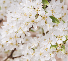 Beautiful white flowers blooming on a tree branch during spring