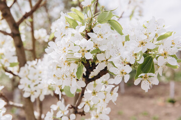 Beautiful white pear tree flowers blooming in spring