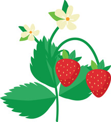 Strawberry bush with leaves and berries blossom isolated on white background. Wild strawberry bush. Vector illustration