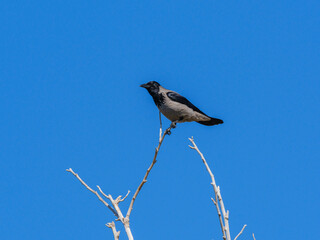 a crow on a tree branch