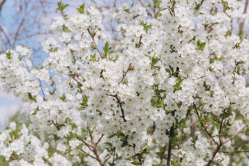 White flowers blooming on tree branches in spring
